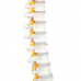 Flexible Vertebral Column with Open Sacrum and Femur Head